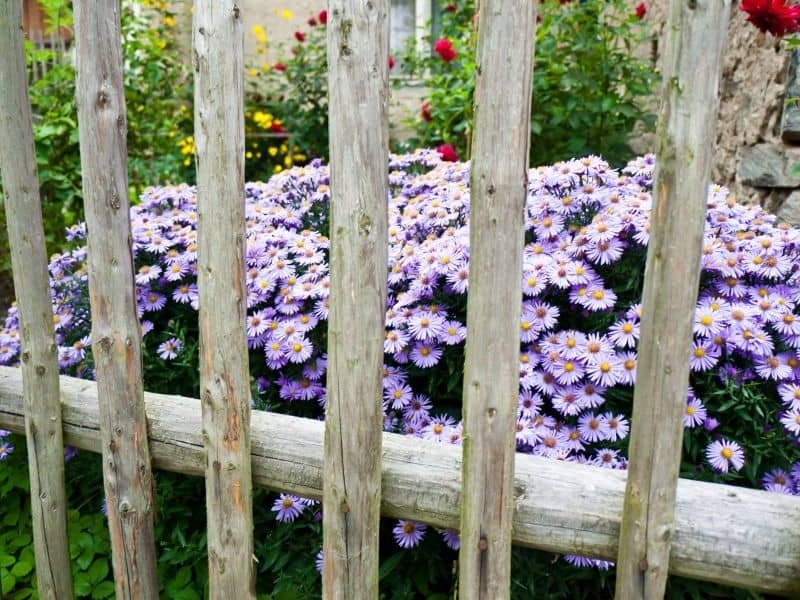 purple asters behind a weathered DIY fence
