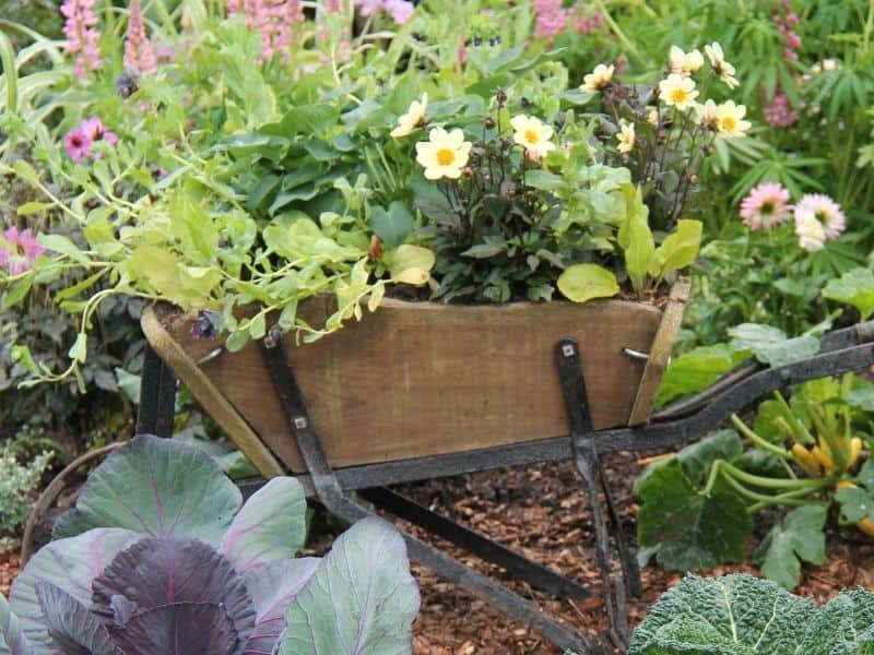 wheelbarrow planter