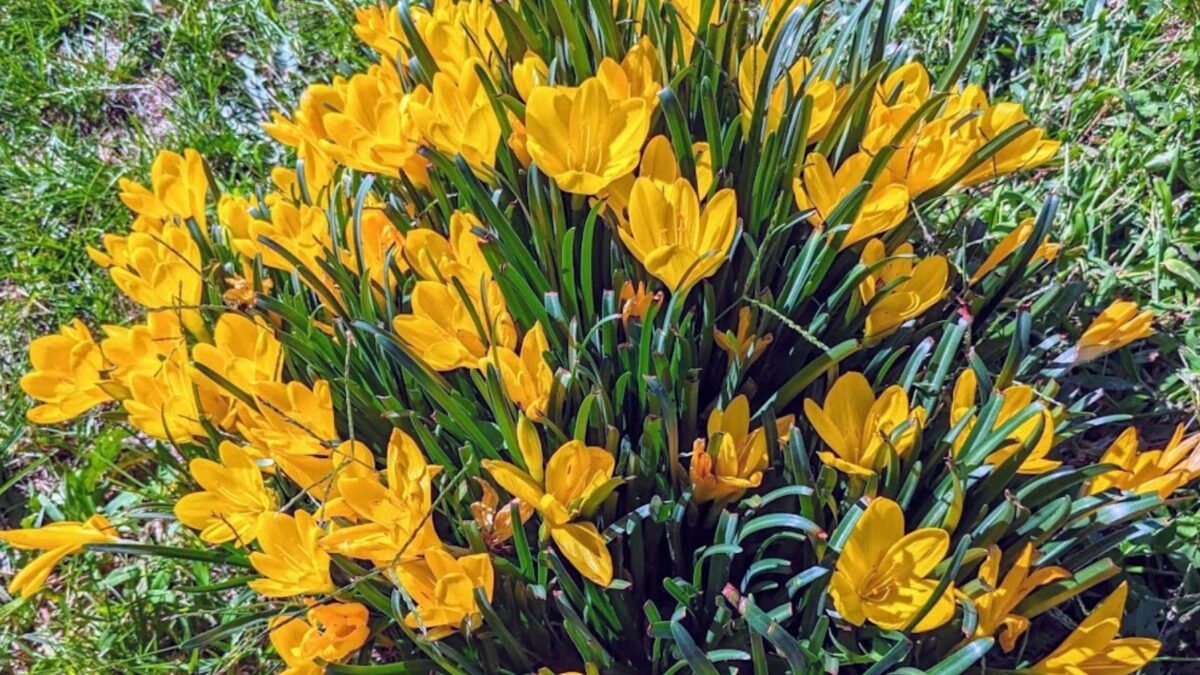 yellow crocus blooms.