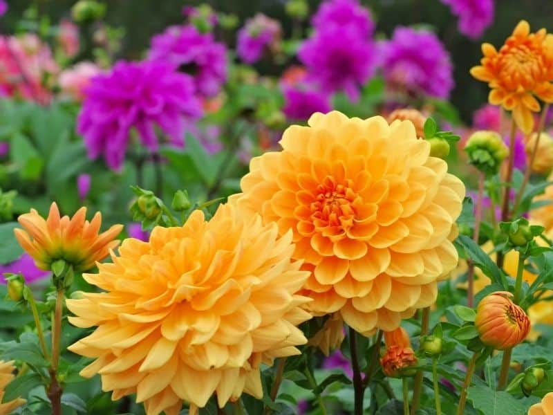 yellow dahlias