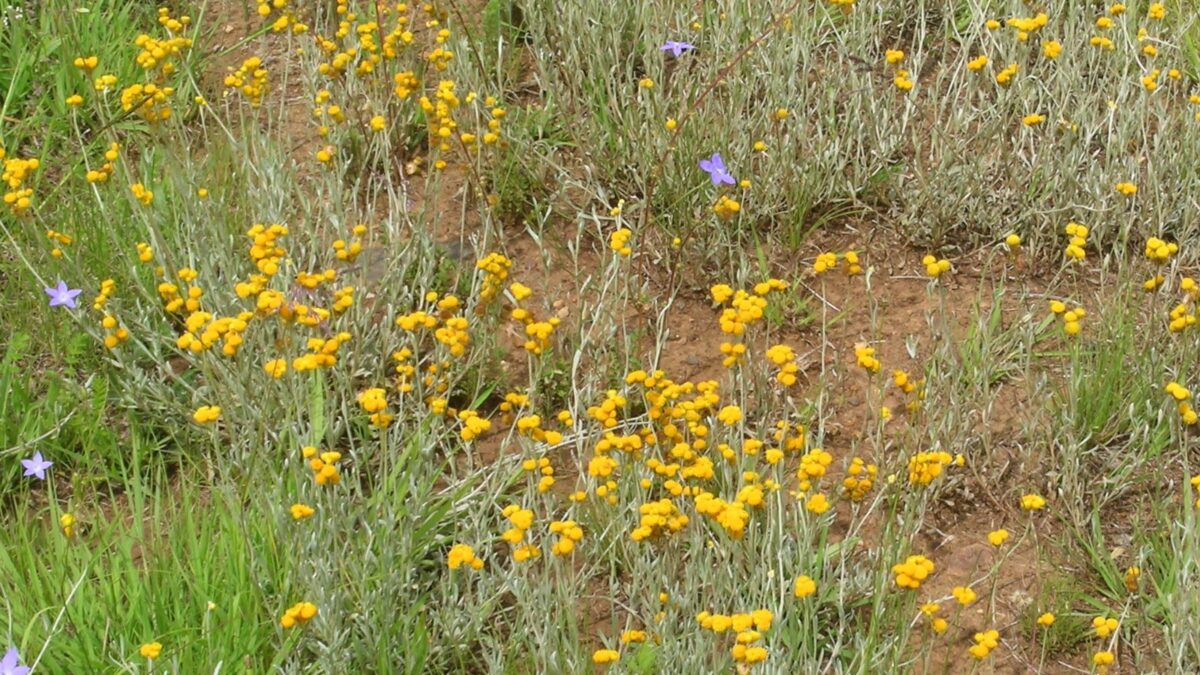 Yellow flowers of Chrysocephalum apiculatum, also known as common everlasting.