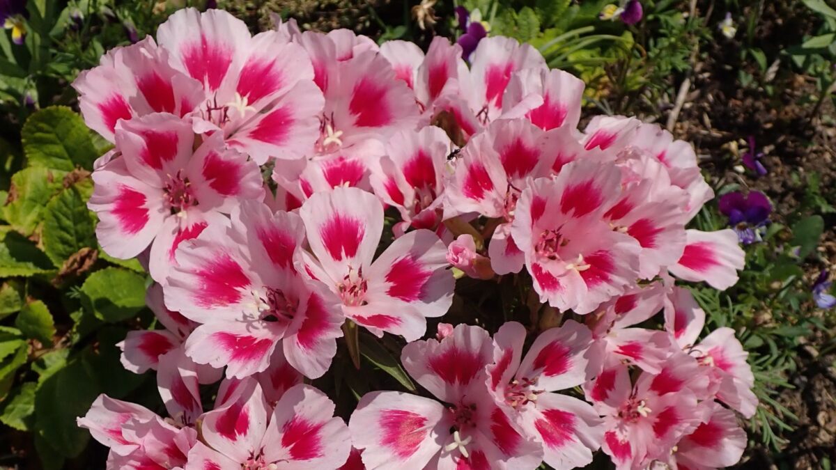 godetia (Clarkia amoena) flowers.