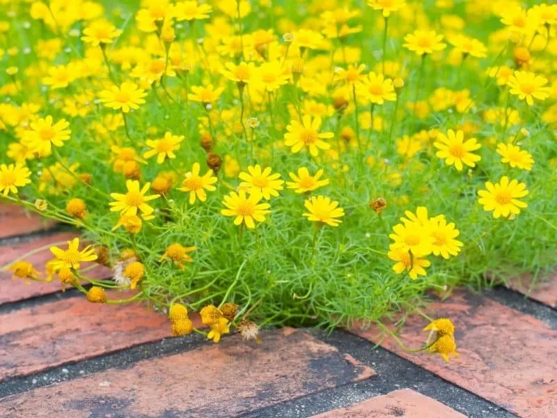 Dahlberg daisy flowers