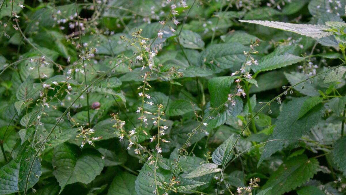 Enchanter's nightshade flowers.
