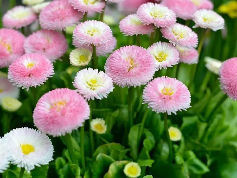 English daisy flowers