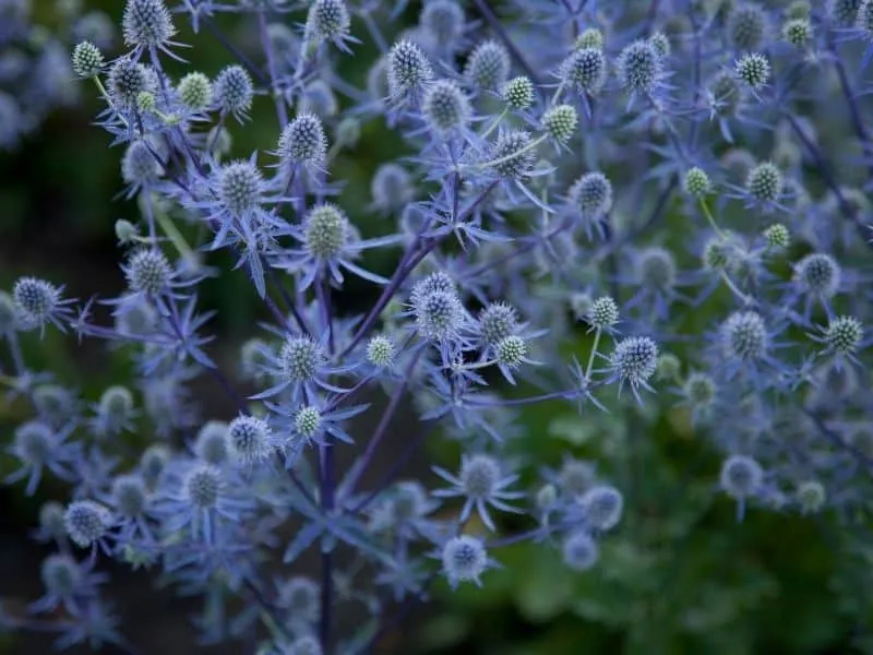 Eryngo flowers