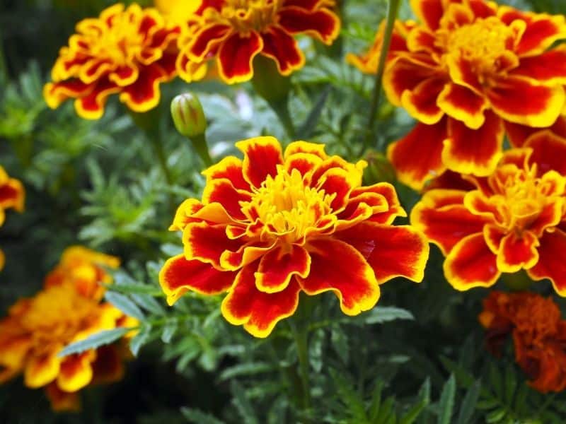 French marigold flowers