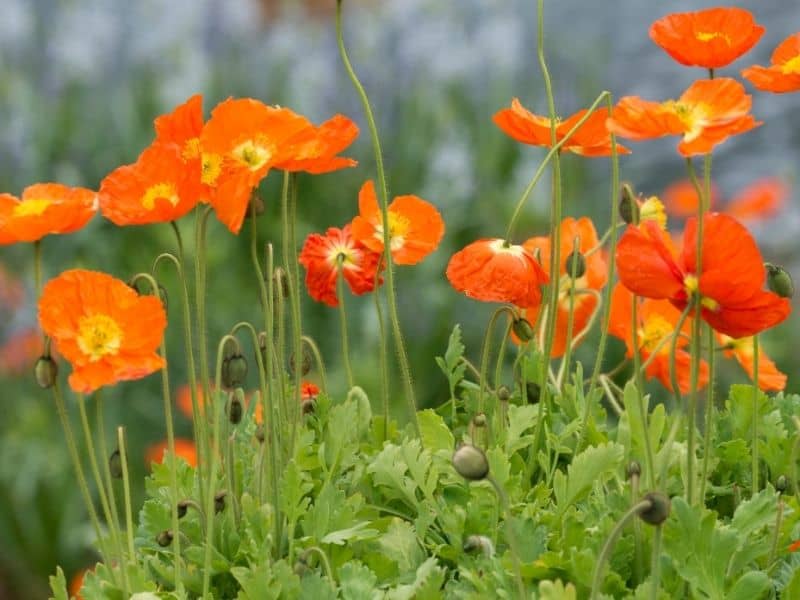 Iceland poppies