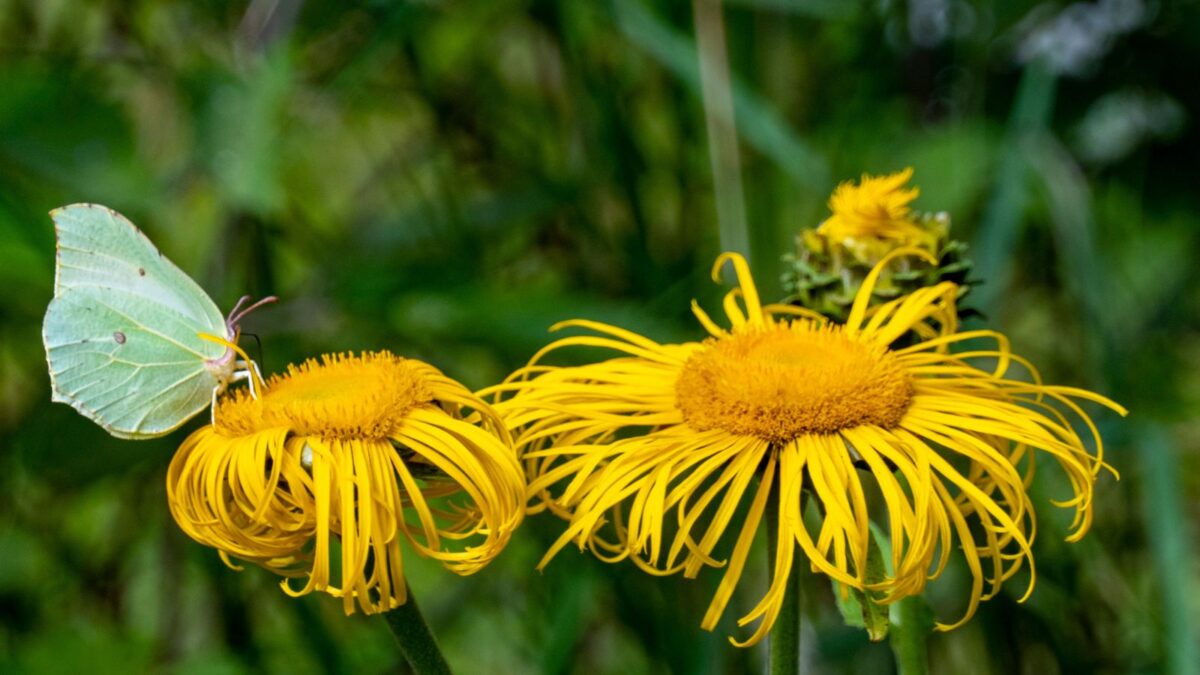 Green butterfly on yellow flowers of Inula helenium, also called elecampane.