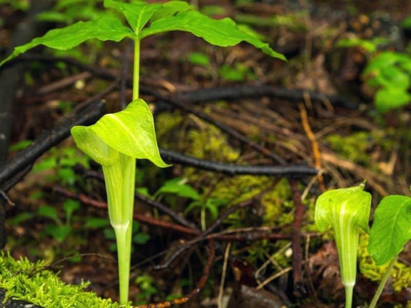Jack-in-the-pulpit flowers in the forest