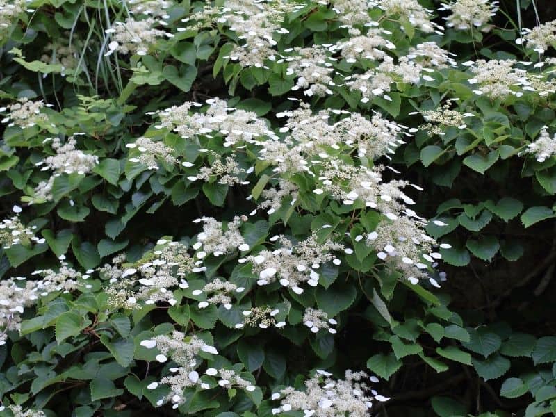 Japanese hydrangea vine