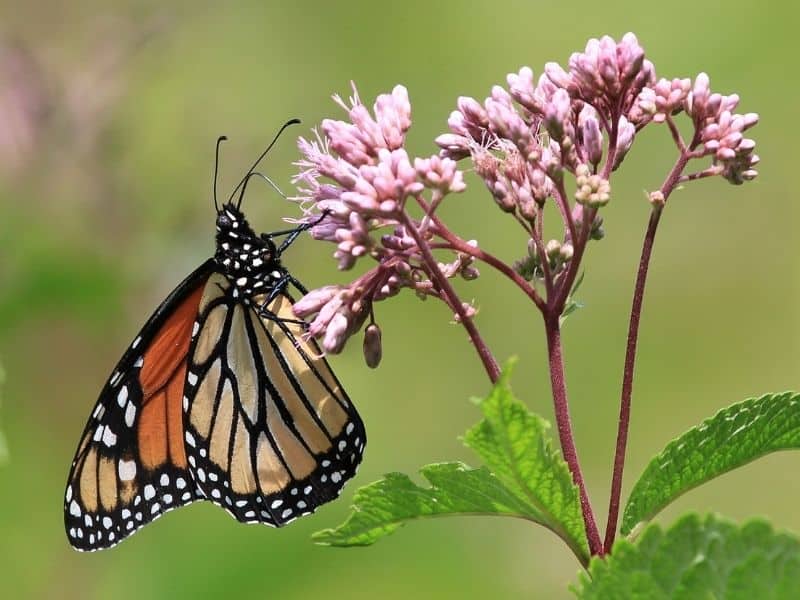 Joe Pye weed