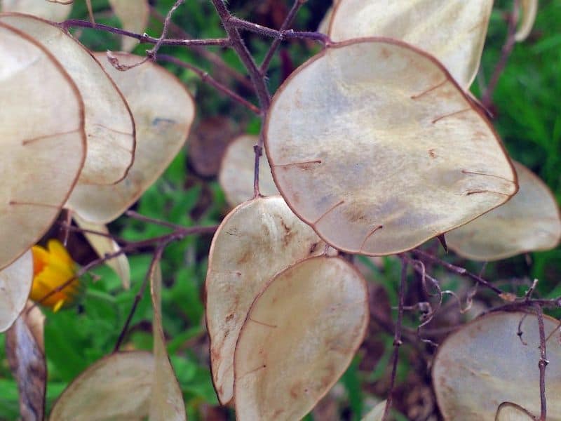 Honesty plant -Lunaria annua