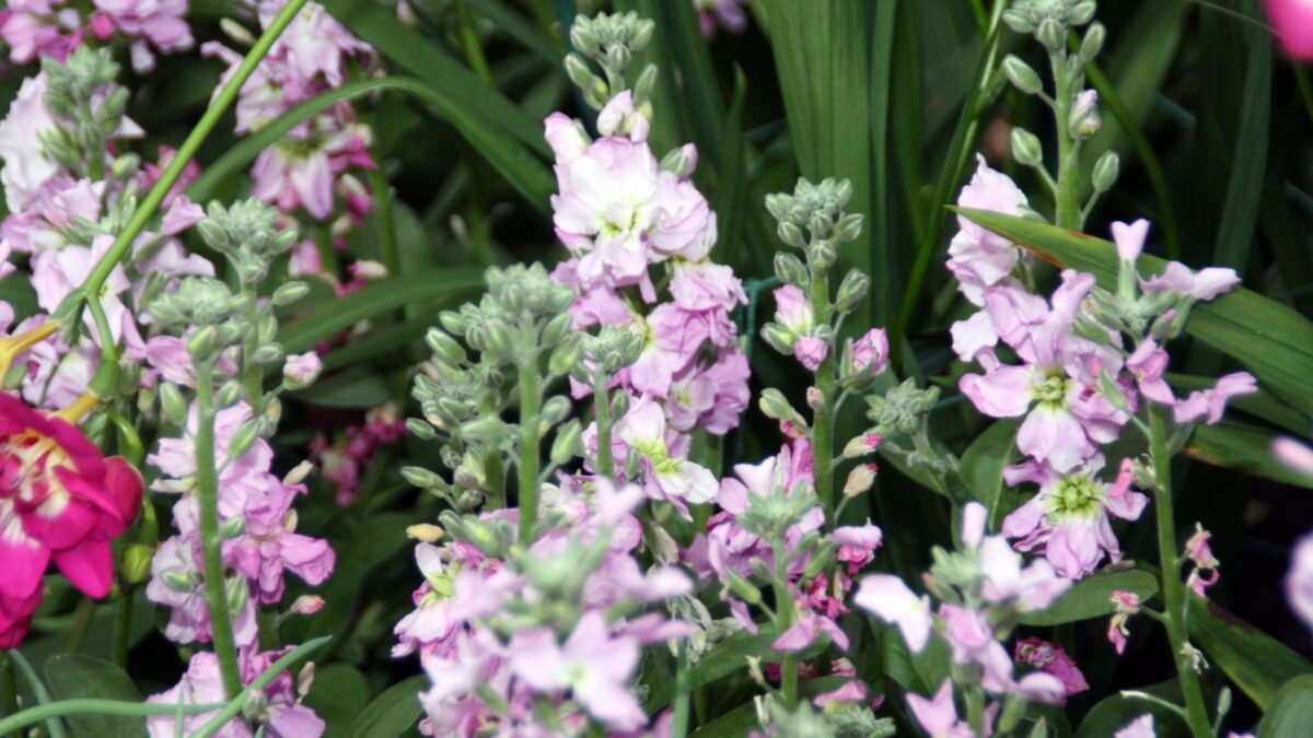 Matthiola incana - garden stock flowers.