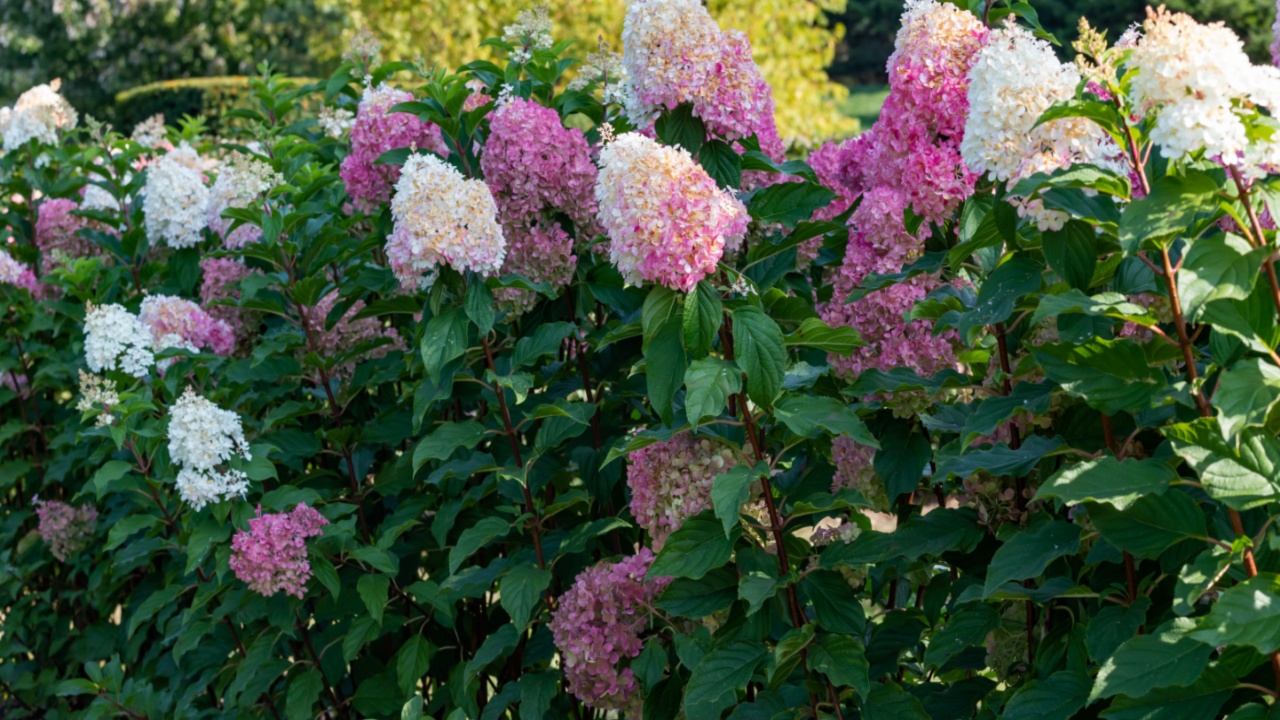Beautiful vanilla strawberry panicle hydrangea border