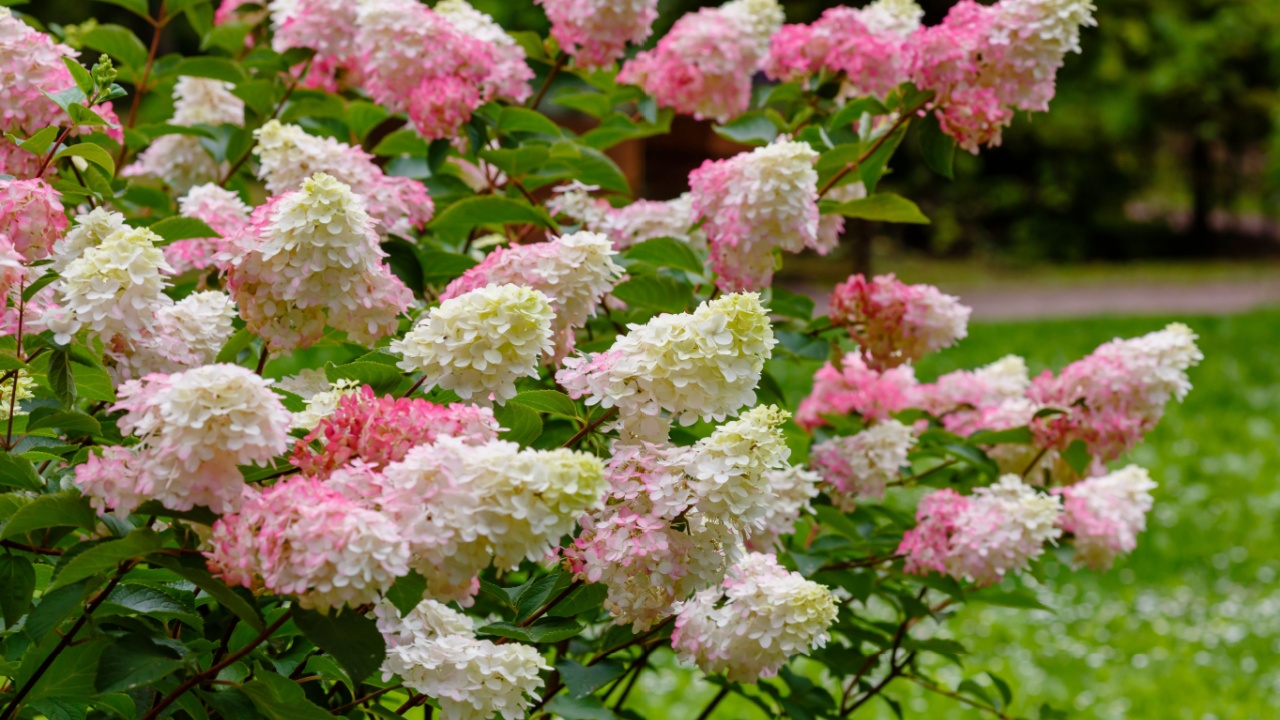Hydrangea paniculata, the panicled hydrangea, is a species of flowering plant in the family Hydrangeaceae