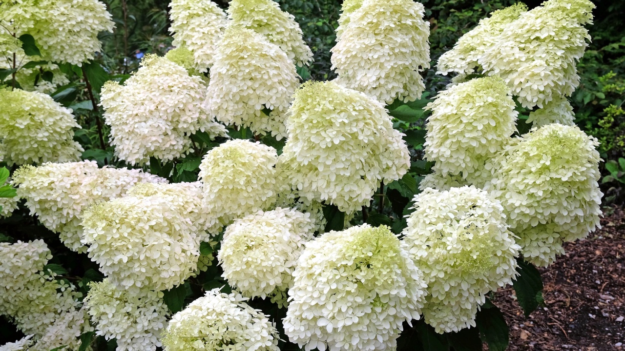 Large white Hydrangea paniculata 'Phantom' in flower.