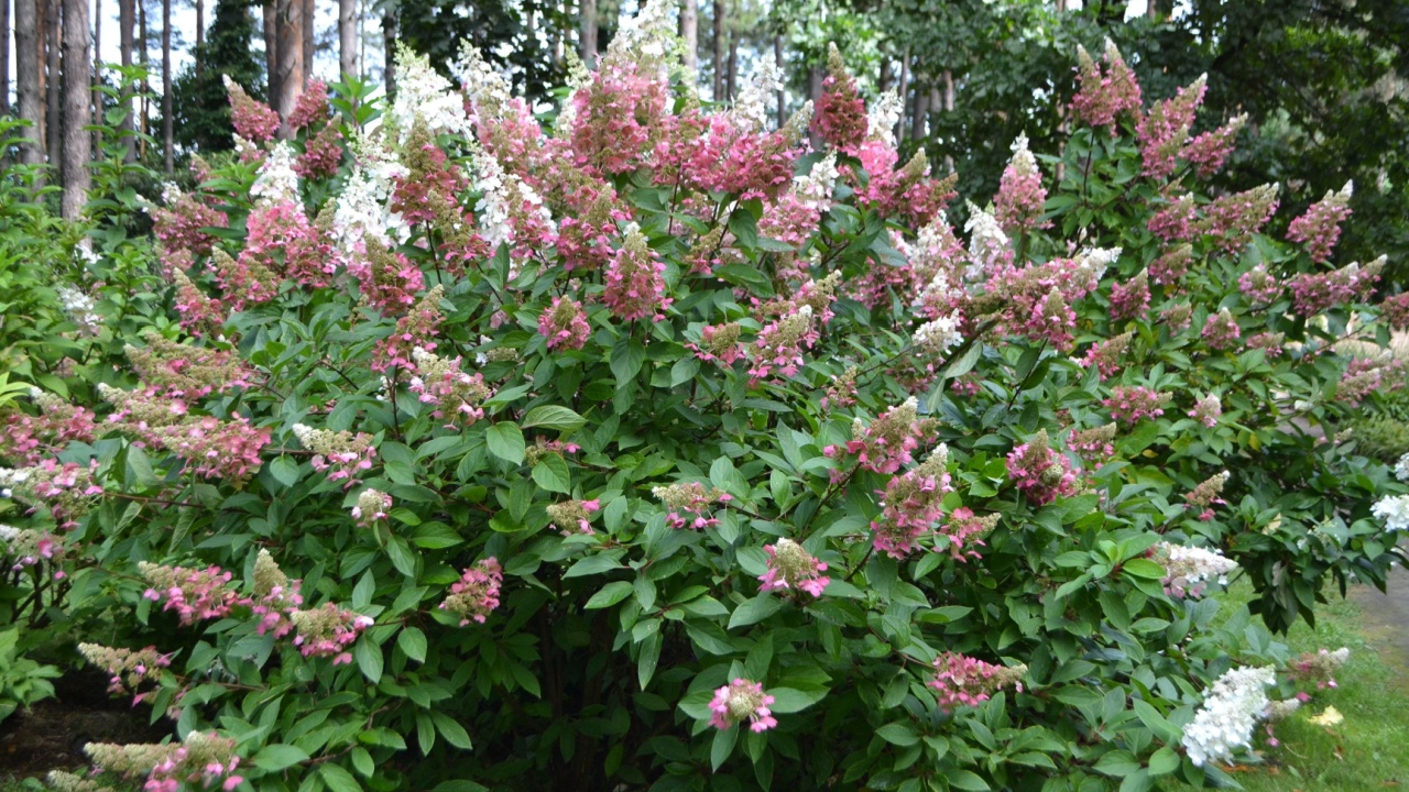 Flowering panicled hydrangea 'Pinky Winky' (Hydrangea paniculata)