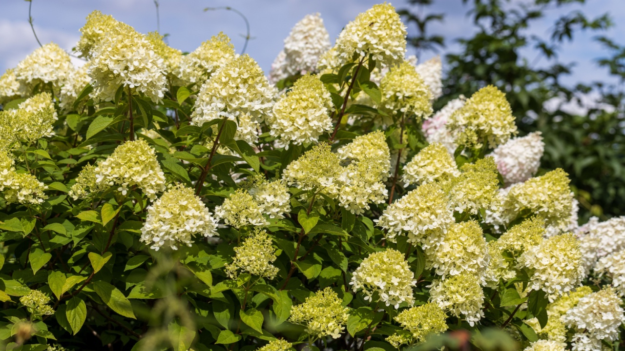 Hydrangea paniculata sort Limelight: hydrangea with green flowers blooms in the garden in summer