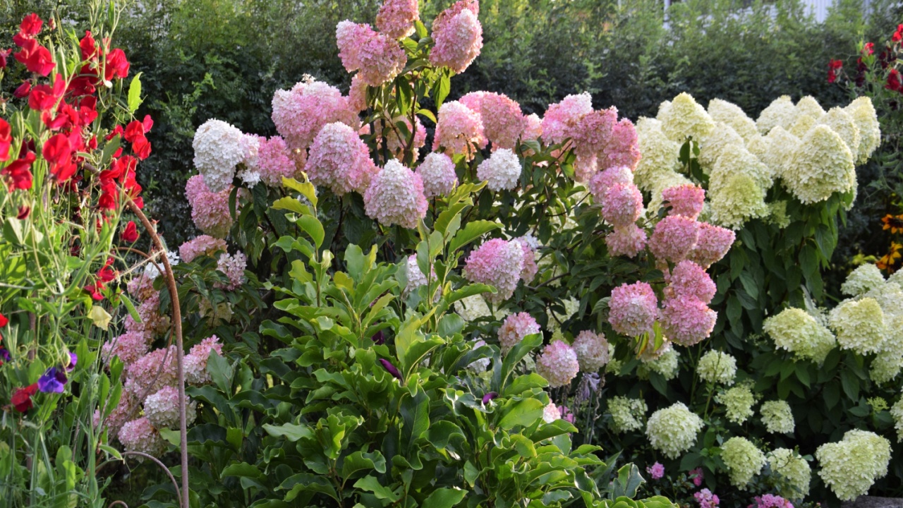 Hydrangea paniculata Vanilla Fraise and Limelight in the garden
