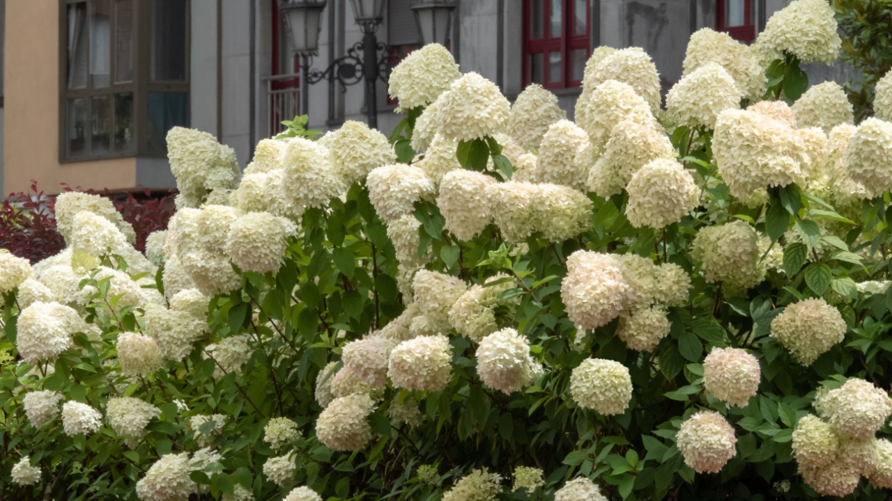 Hydrangea paniculata flowering shrub in the urban landscaping. Panicled hydrangea white flower heads.