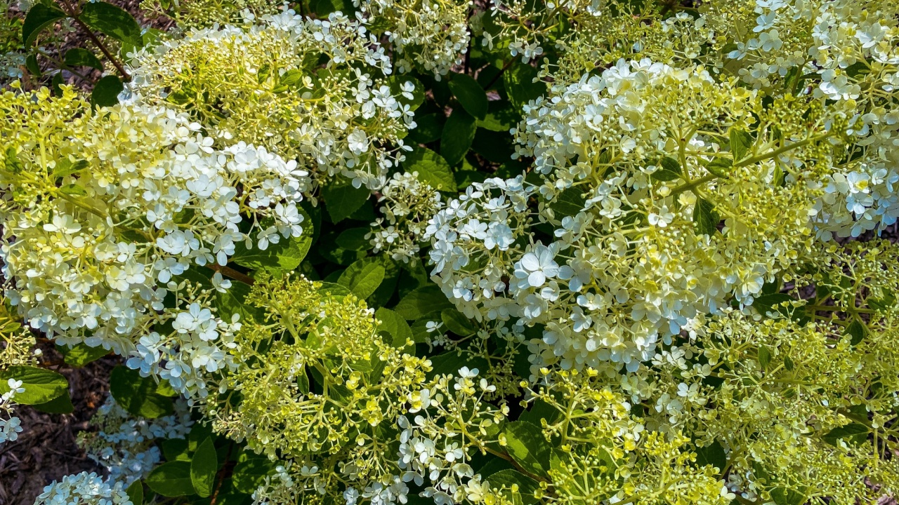 A bush of flowers makes a beautiful background. These are natural green and white blossoms. The scientific name is Bobo Panicle Hydrangea.
