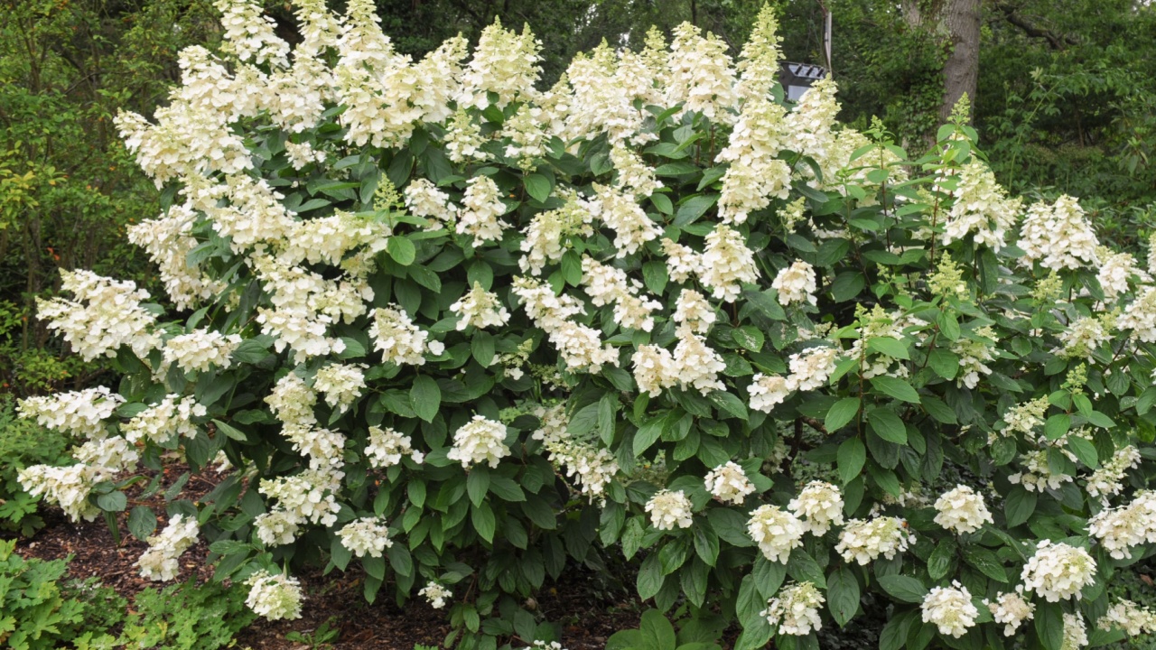 Hydrangea Paniculata 'Tardiva' in the Grounds at Rosemoor, Devon, England, UK