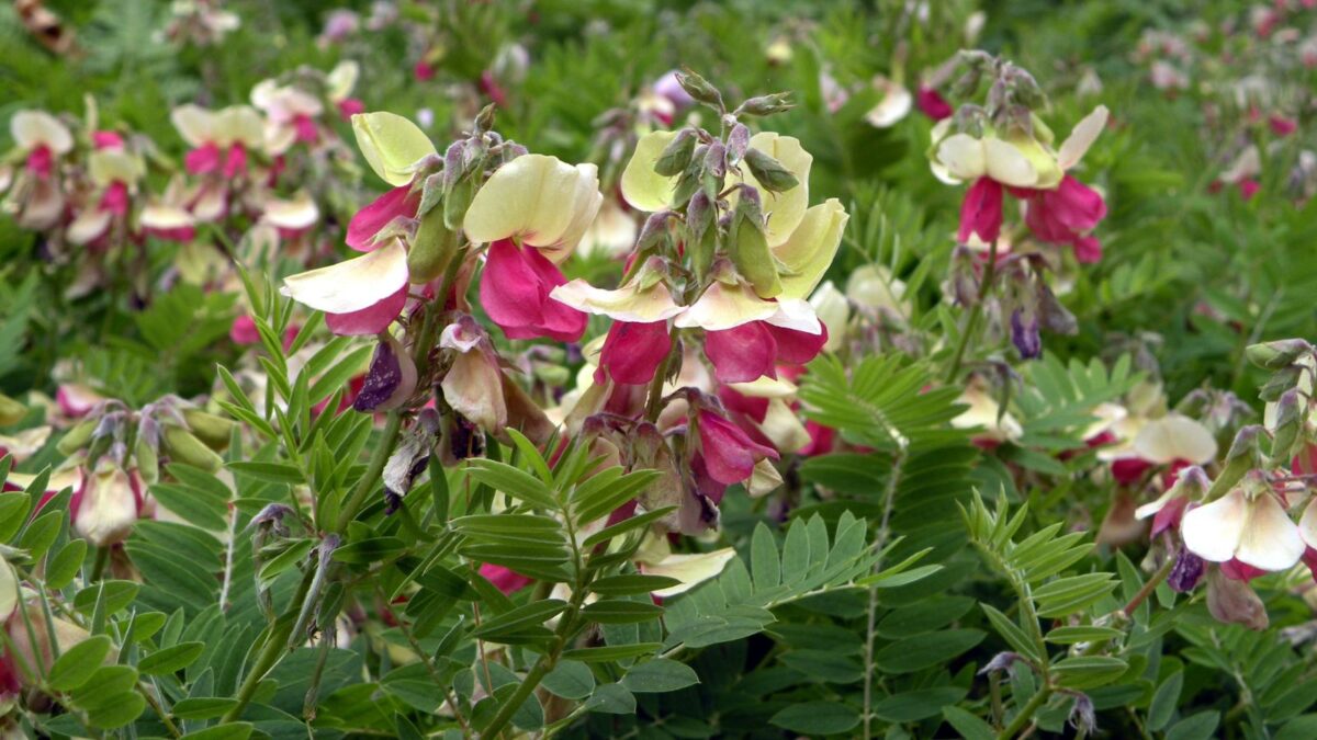 Tephrosia virginiana - goat's rue flowers. 