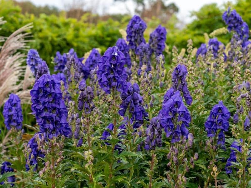 Monk's hood (aconitum) flowers