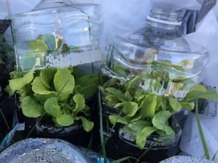 Arugula growing in a plastic jug