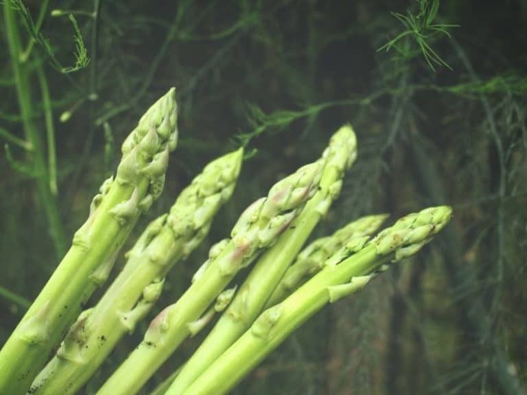 5 Top Health Benefits Of Asparagus & 4 Ways To Use It