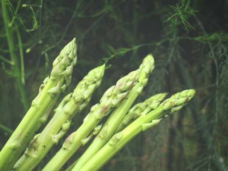 asparagus spears