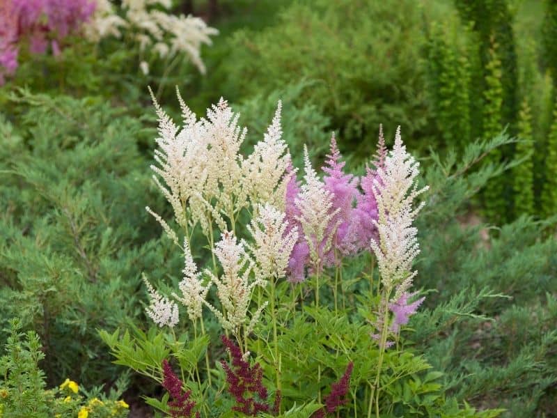 astilbe flowers