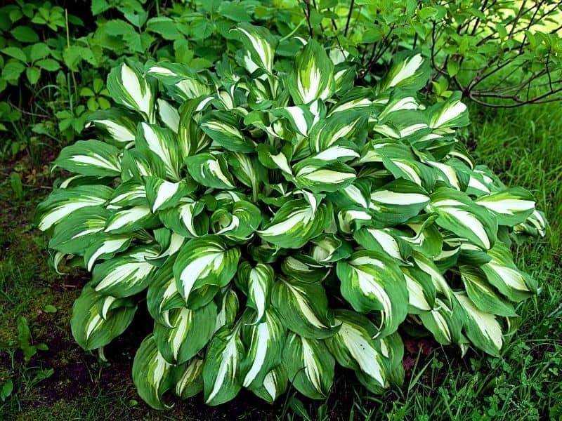 green and white hosta leaves 