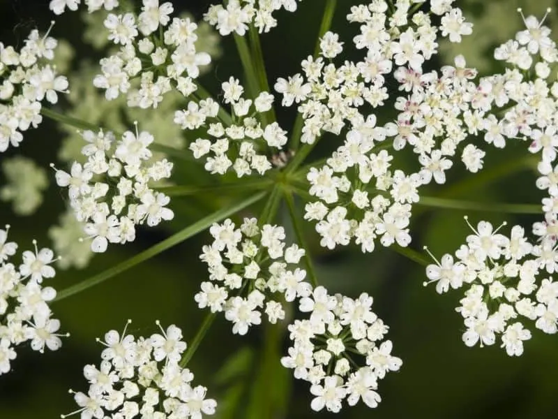 bishop's weed flowers