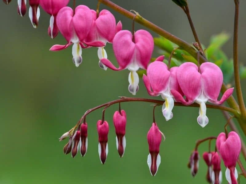 bleeding heart blooms