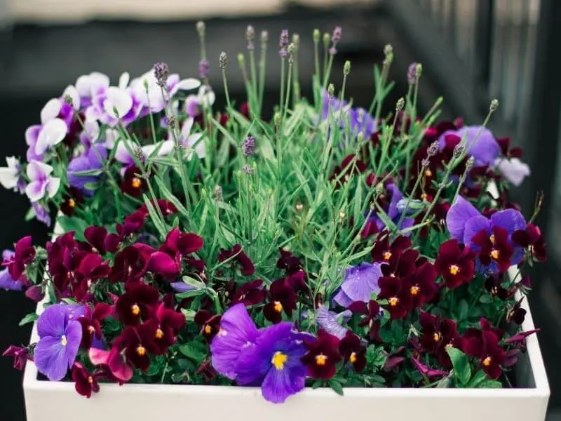 a bloom box filled with pansies and lavender 