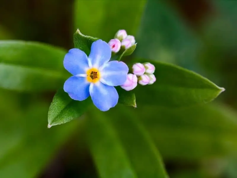 blue and pink forget me not flower and buds