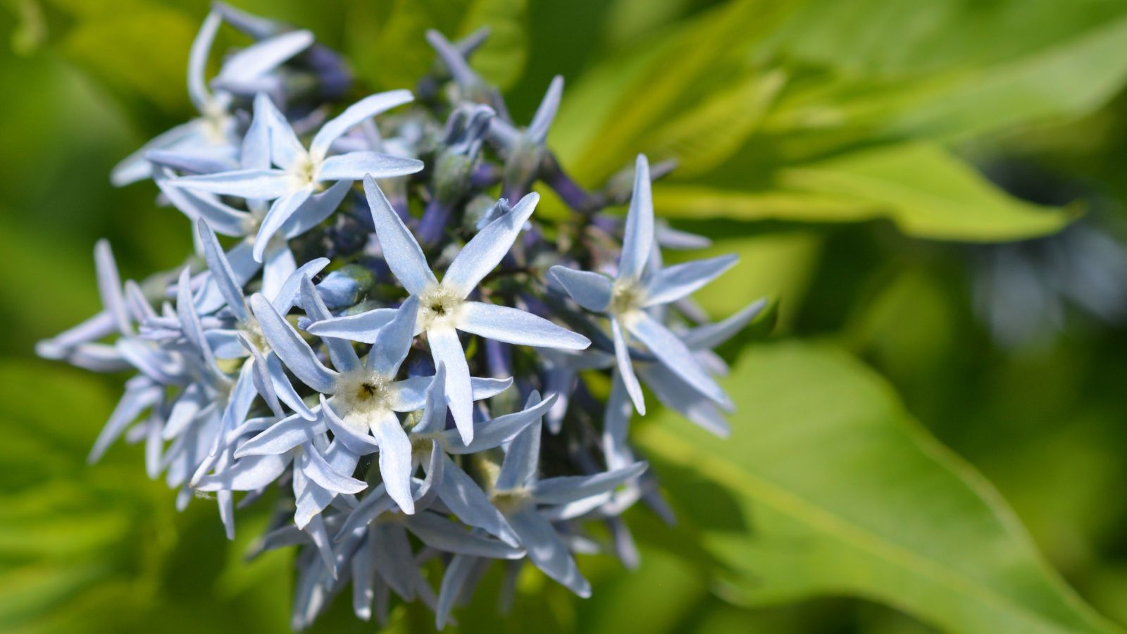 bluestar (amsonia) flowers.