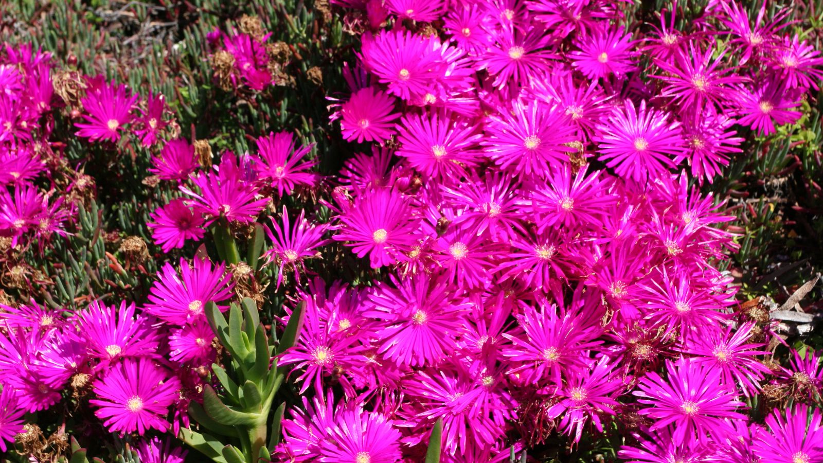 Bright pink iceplant, also known as fig marigold.