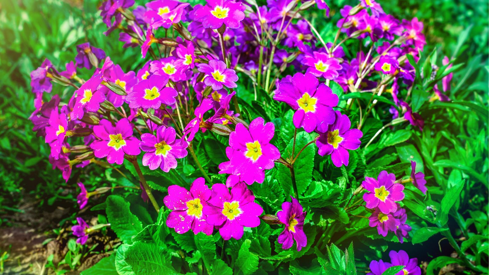 bright pink primrose flowers.