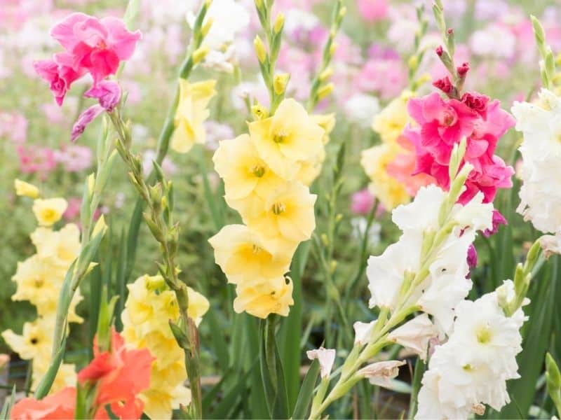 colorful gladiolus flowers