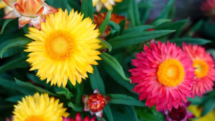 11 Elegant Flowers that Start with E