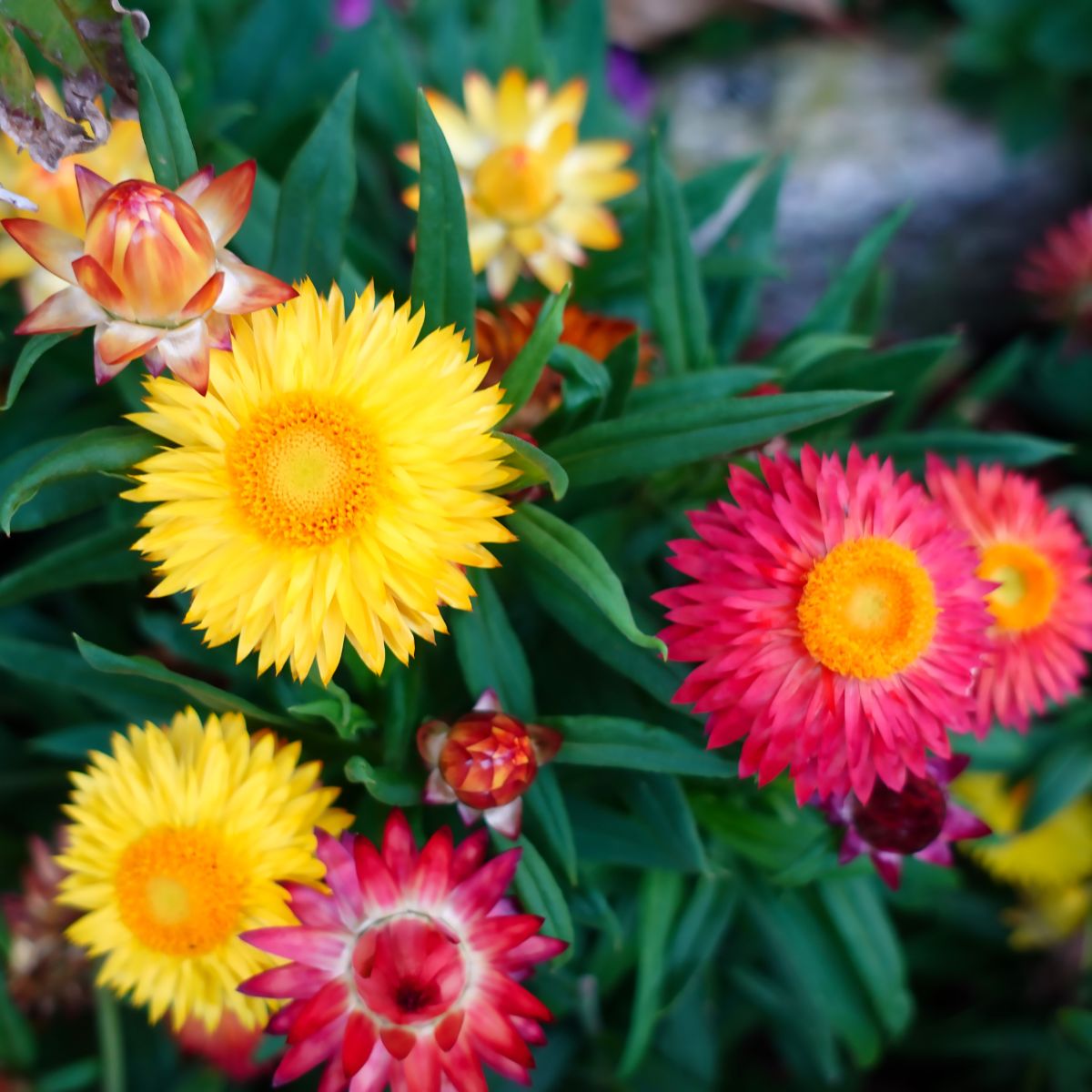 Colorful everlasting daisy flowers, also known as straw flowers.