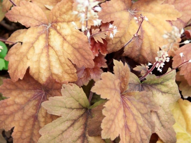 Coral bells