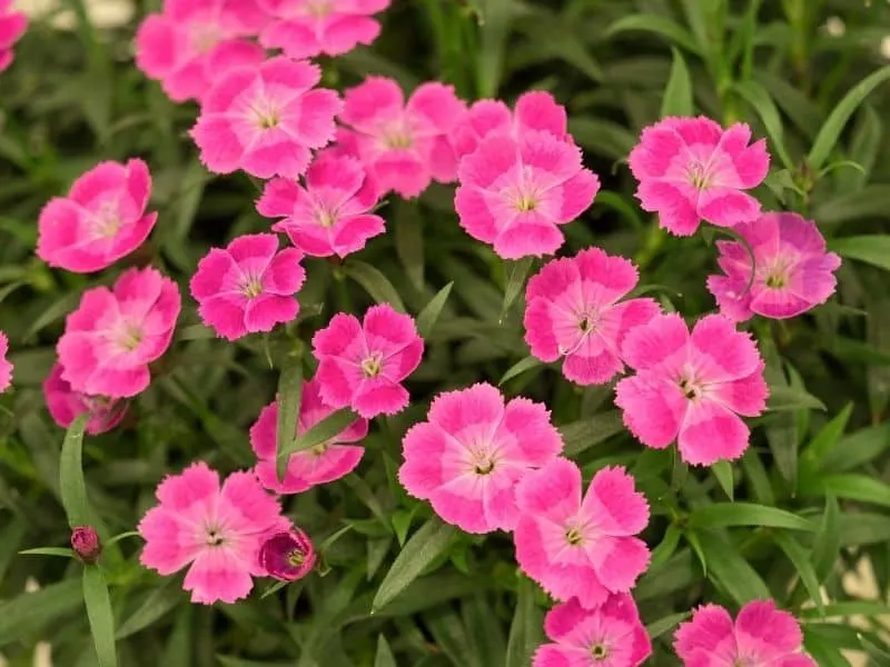 coral colored dianthus