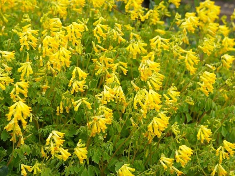 Corydalis lutea flowers