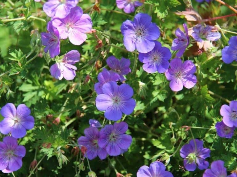 17 Best Shade Loving Perennials That Bloom All Summer
