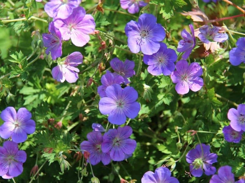 cranesbill geranium flowers