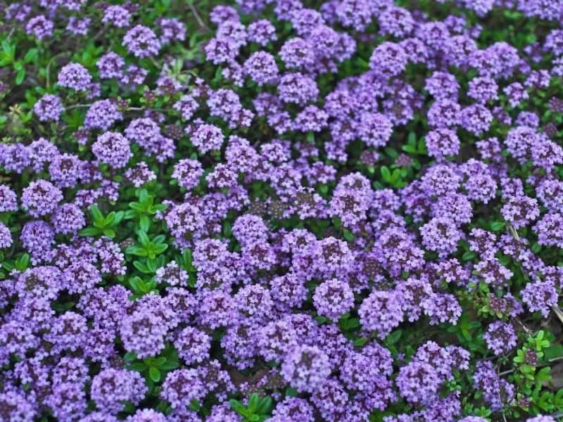 creeping thyme flowers